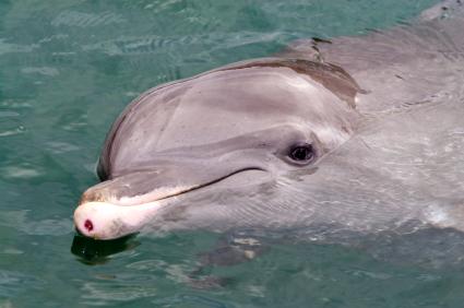 Dolphin