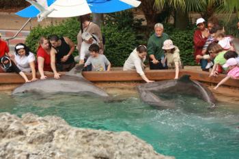 Petting dolphins at SeaWorld Orlando; © Drserg | Dreamstime.com