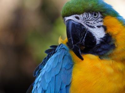 realistic stuffed parrot