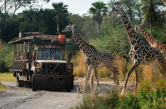 Kilimanjaro Safari ride at Walt Disney World