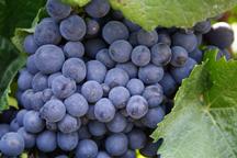 Winegrape_istockphoto_calgrape.jpg