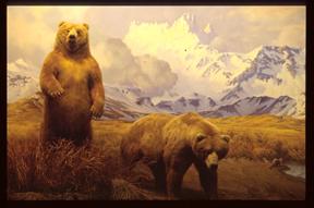 Bear.jpg