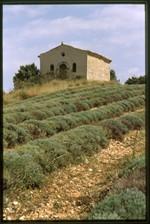 Provence.jpg