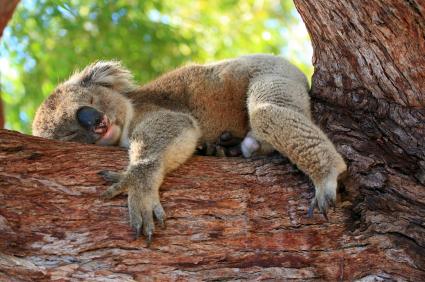 sleeping koala
