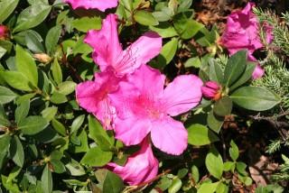 Azaleas.jpg