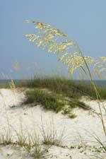 SeaOat.jpg