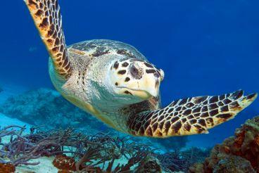 Diving in Cozumel is the best on the planet