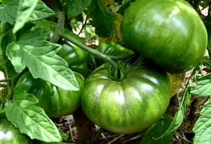 organic green tomatoes