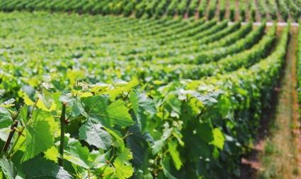 French vineyards in Champagne
