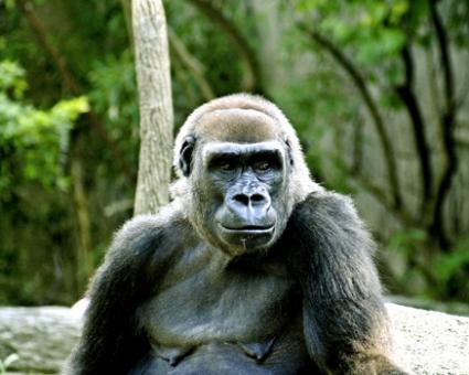 Gorilla