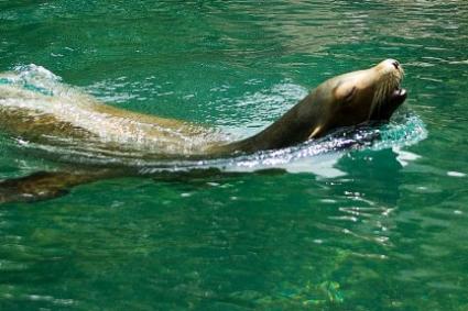 sea lion in central park zoo