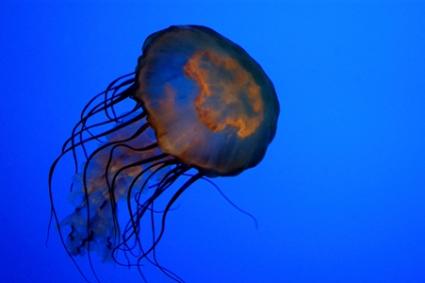 jellyfish