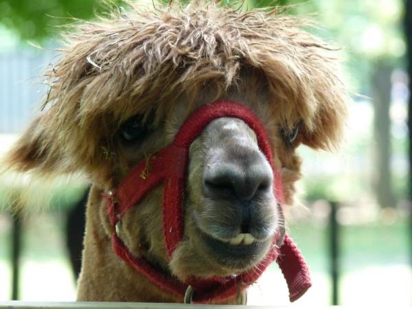 Lama