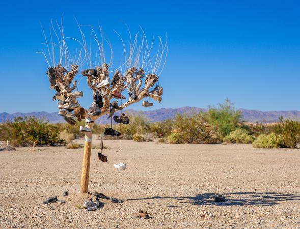 Shoe tree in Slab City