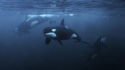 Orcas, underwater photography, Norway