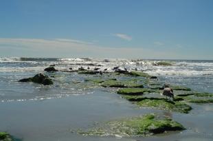 Agarseaweed.jpg