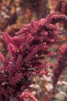 A sprig of amaranth.