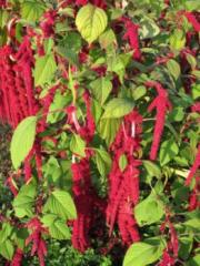 A crop of amaranth.