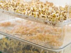 Sprouting amaranth.