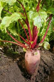 A single beet.