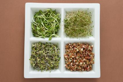 Different_sprouts.jpg