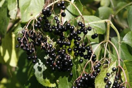 Cluster of elderberries.