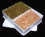 Sprouting Tray