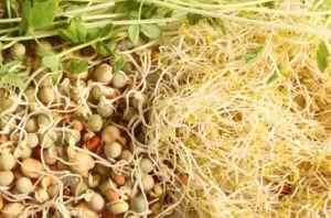 Vegetable seeds sprouting