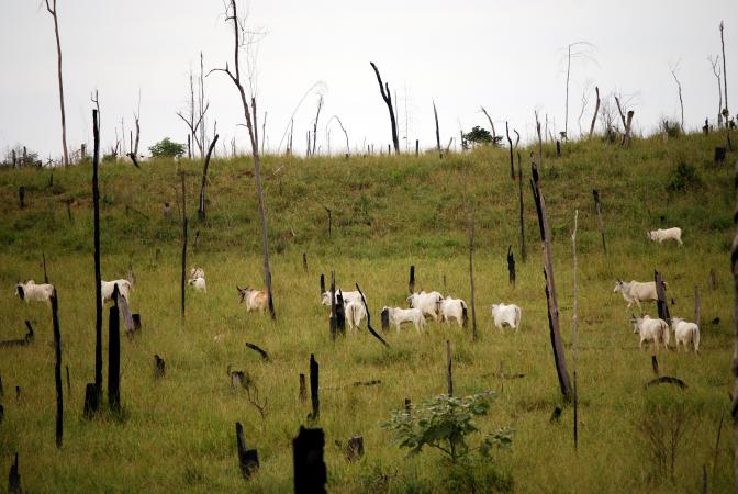 Cattle grazing in deforested Amazon