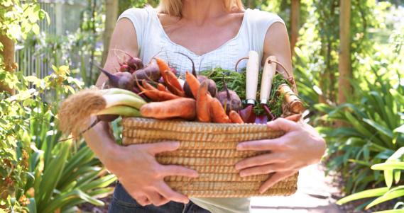 Freshly harvested vegetables