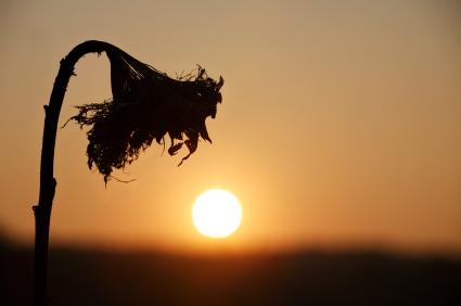Vitamin D2 is produced in plants while D3 is produced by sunlight.