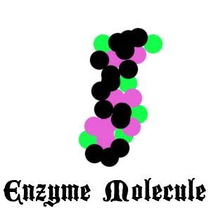 Enzyme Molecule