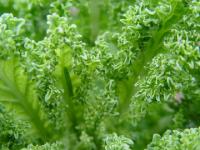 Leafy green vegetables are rich in vitamin K