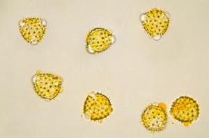 Bee pollen is a complicated substance.