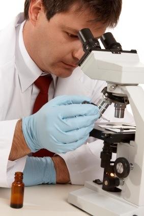 scientists are studying quercetin