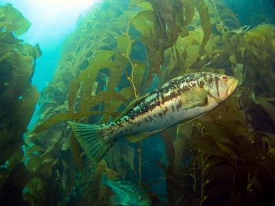 Bass Swimming in Kelp