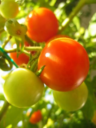 Vine-ripe tomatoes