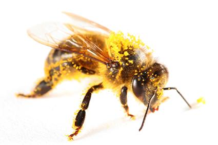 Pollen Covered Bee