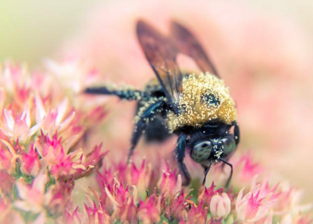 Bee On Flower