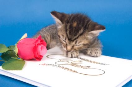 Free Cute Guestbooks