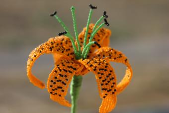 tiger lily