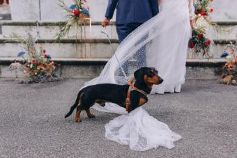 https://cf.ltkcdn.net/weddings/images/slide/338522-850x567-wedding-dachshund-1355872747.jpg