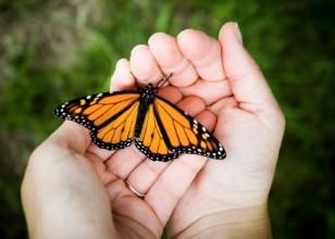 Photo of a butterfly being released by hands