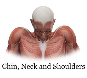 chin, neck and shoulders