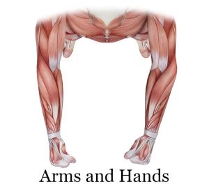 arms and hands