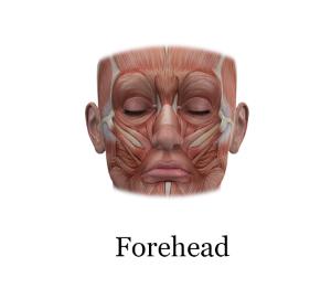forehead