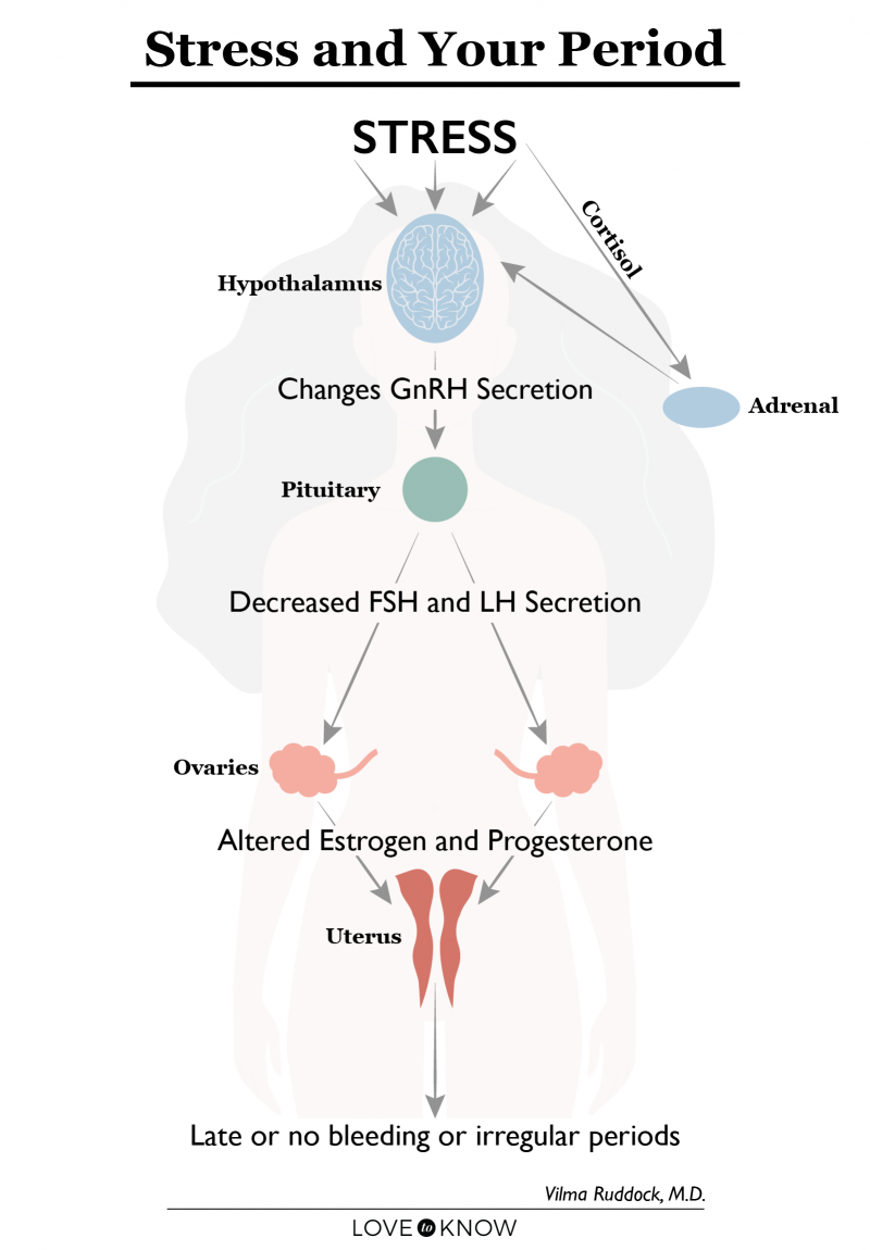Stress and Your Period Infographic
