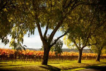 Napa Valley vines through trees