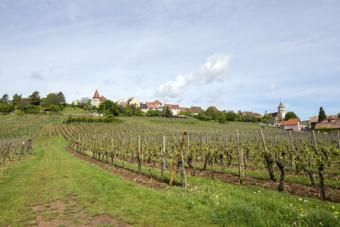 Vineyards in Alsace; © Gpahas | Dreamstime.com