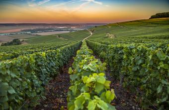 Vineyards in France's Champagne wine region